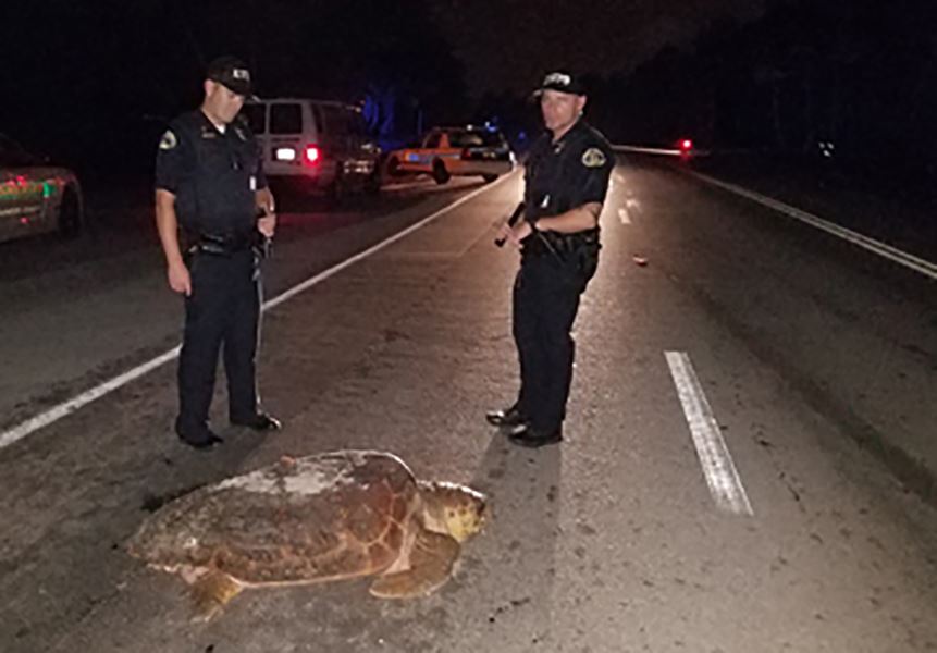 Photo of sea turtle crossing street