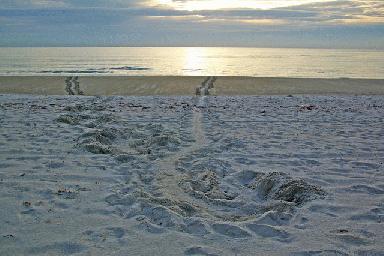Sea turtle tracks Opens in new window