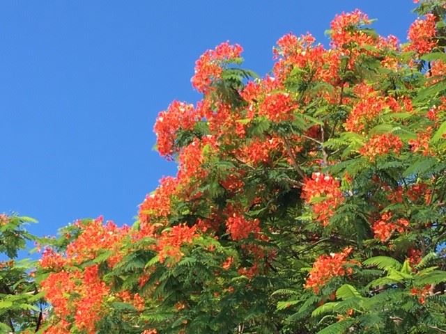 Royal Poinciana