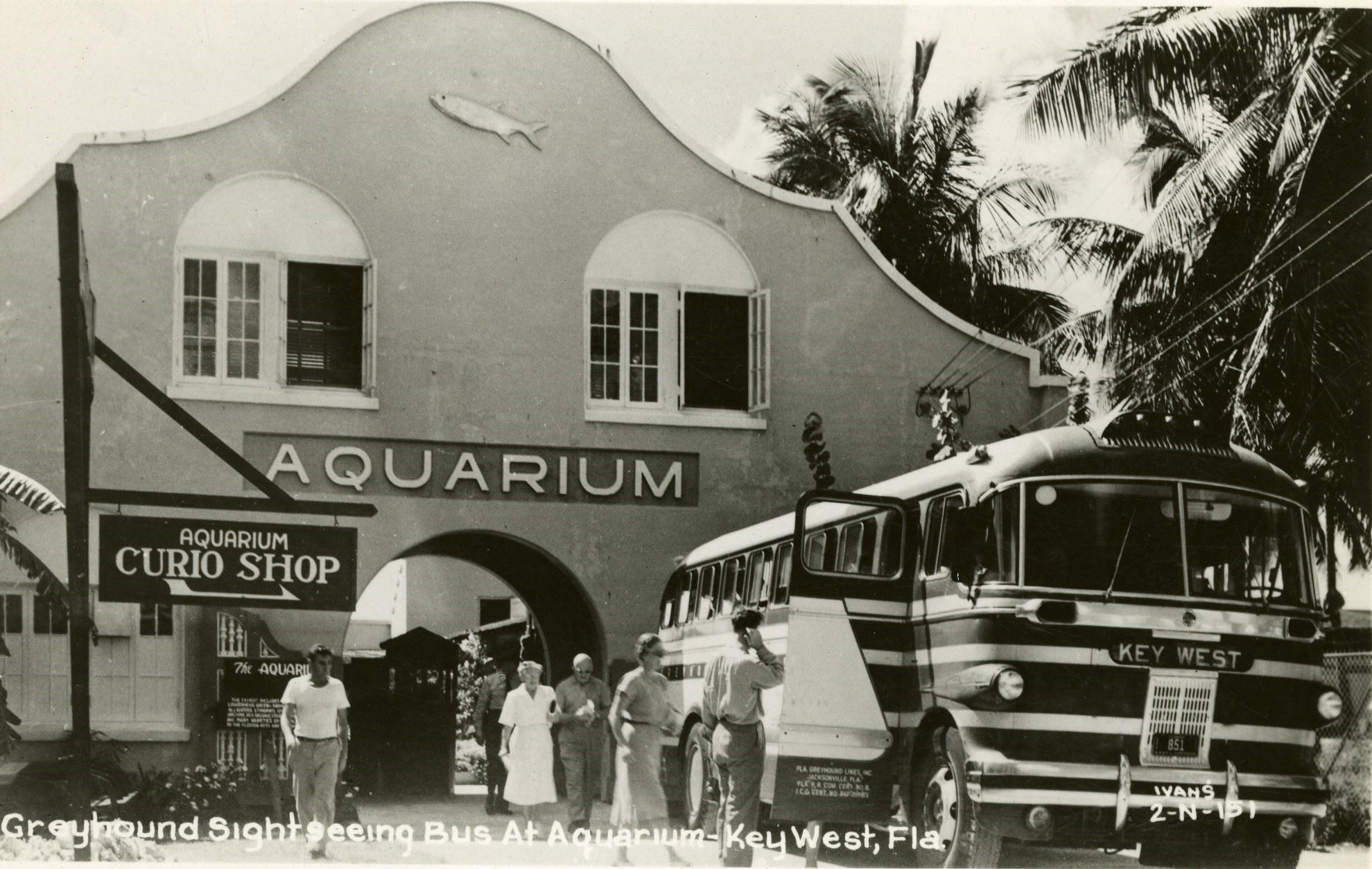Postcard of the Greyhound Sightseeing Bus at the Key West Aquarium and Curio Shop circa 1950. 