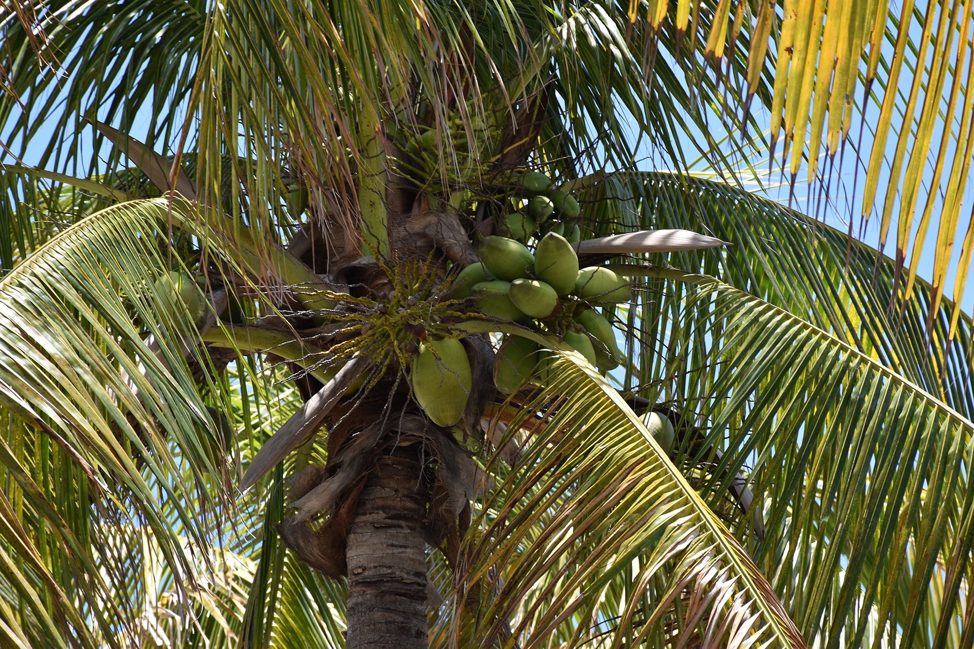 Coco Palm